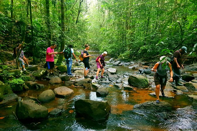 Dense forest adventure
